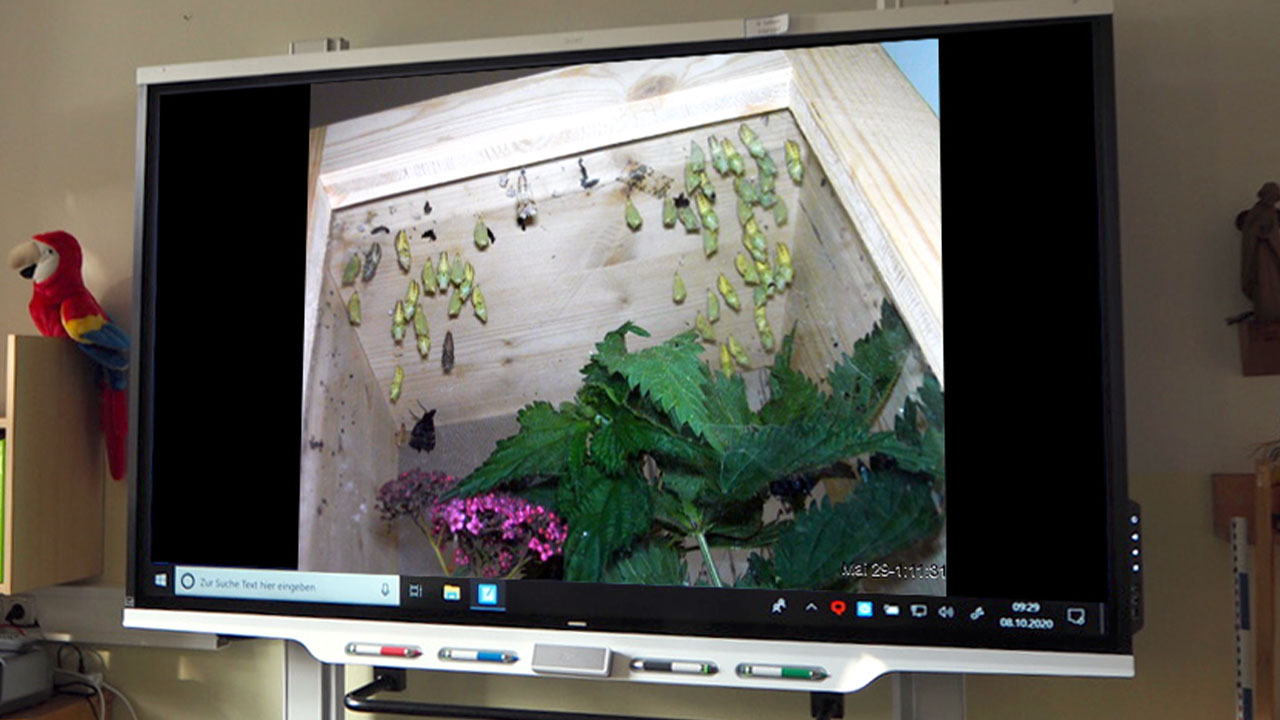 "SMART Board showcasing a close-up of butterfly cocoons as part of a biology lesson.